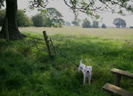 Patty and the field