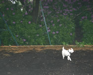 Patty in the tennis courts with lead attached