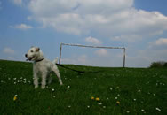 Patty tethered by a lungeline to ST Chads' School goal post